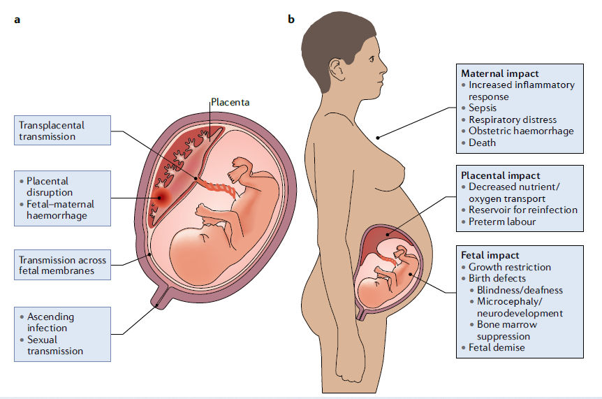 Qué es el latido fetal: el signo de confirmación que marca un antes y un  después para el embarazo